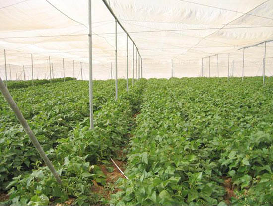A total of 100 new greenhouses will be presented to the farmers of Al Jafer with the aim of fighting poverty and unemployment (Petra photo)